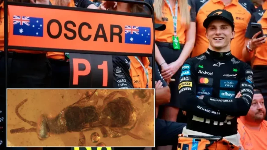 Dinozorlar döneminden kalma yaban arısına F1 pilotu Oscar Piastri'nin adı layık görüldü